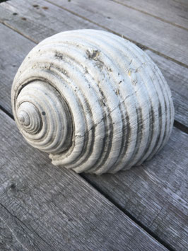 decoratieve schelp (medium)