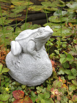 petite grenouille sur pierre