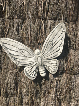 vlinder