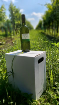 Grüner Veltliner leicht und fruchtig