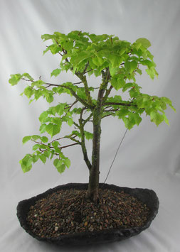 Tilia cordata Linde