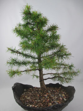 Larix decidua, Europäische Lärche