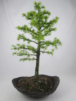 Larix decidua, Europäische Lärche