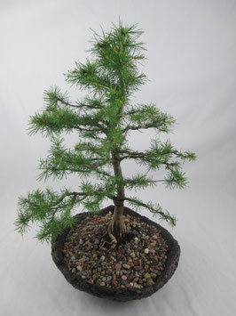 Larix decidua, Europäische Lärche