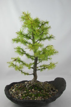 Larix decidua, Europäische Lärche