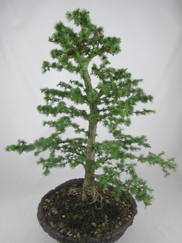 Larix kaempferi, Japanische Lärche