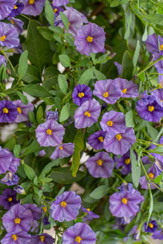 SOLANUM RANTONETTI - ARBRE AUX GENTIANES