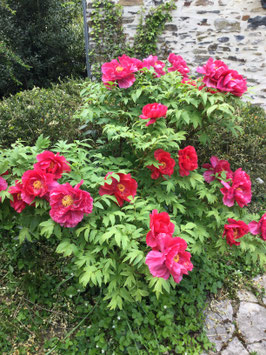 PIVOINES SUFFRUTICOSA - PIVOINES ARBUSTIVES
