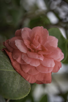 CAMÉLIA "BELLA LAMBERTI" ¤