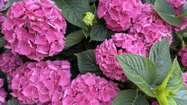 HYDRANGEA MACROPHYLLA "FREUNDENSTEIN" ¤