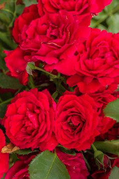 ROSIER MONA LISA® -