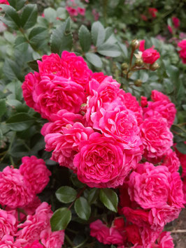ROSIER "BORDURE MAGENTA® DELGENTA" -