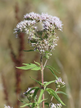 Alcoolature d'Eupatoire chanvrine