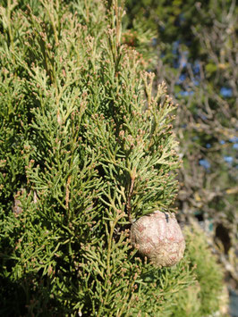 Alcoolature de Cyprès