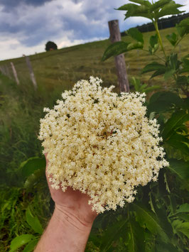 Sambucus - Holunder 'Haschberg'