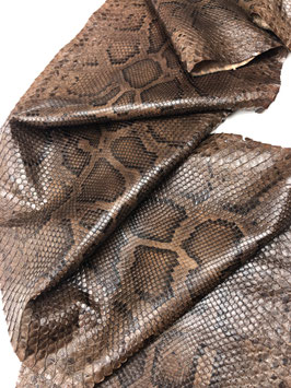 Python Bivittatus brown