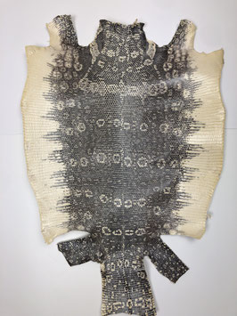 Lizard Leather trot on