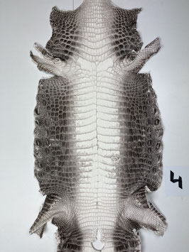 Crocodile Niloticus himalaya 27cm