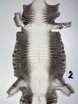 Crocodile Niloticus himalaya 28cm