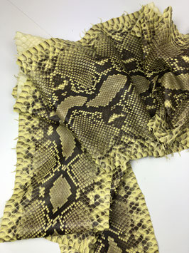 Python Reticulatus yellow