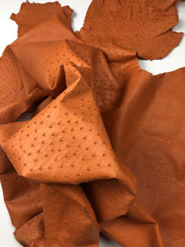Ostrich Body orange
