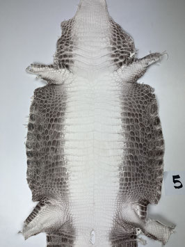 Crocodile Niloticus himalaya 37cm
