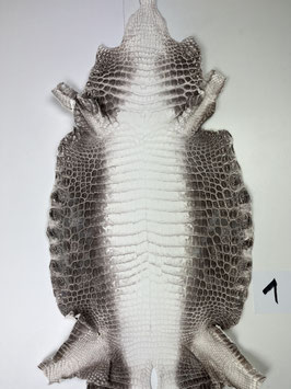 Crocodile Niloticus himalaya 33cm
