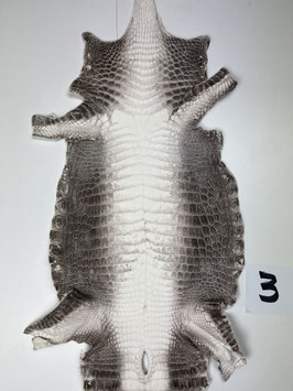 Crocodile Niloticus himalaya 25cm