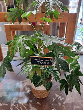 Aralia et son panier