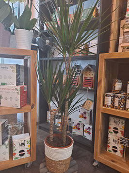Dracena et son panier