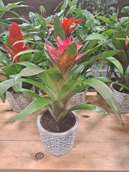 Bromelia et son cache pot