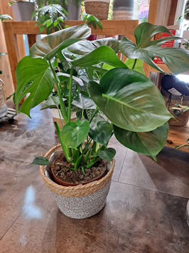 Monstera deliciosa et son panier