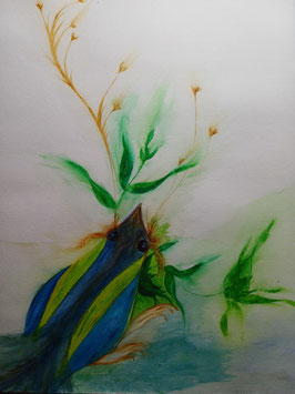 Paradisvogel