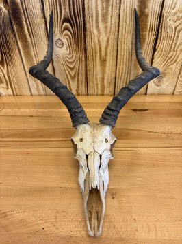 Imbala-Hörner echt 50cm