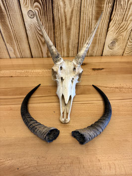 Riedbock-Hörner echt 30cm
