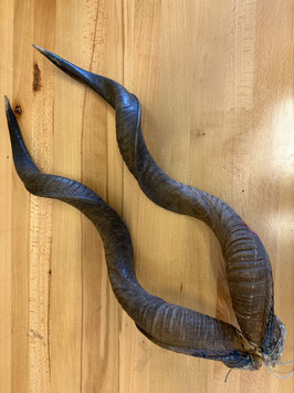 Kudu-Hörner echt 90cm