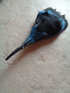 Tête d'oiseau bi-colore