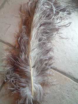 Plume d'autruche Bi-colore