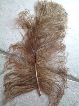 Plume d'autruche marron