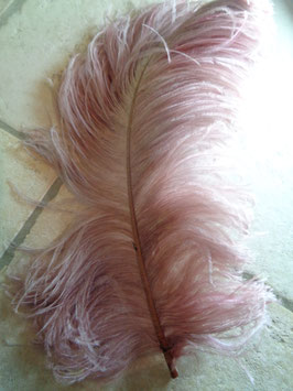 Plue d'autruche rose