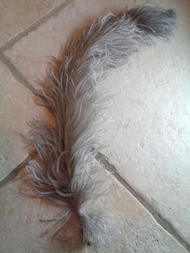 Plume d'autruche grise
