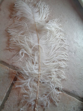 Plume d'autruche blanche