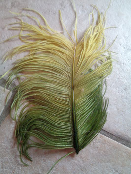 Plume d'autruche bi-colore