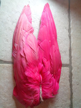 Ailes roses