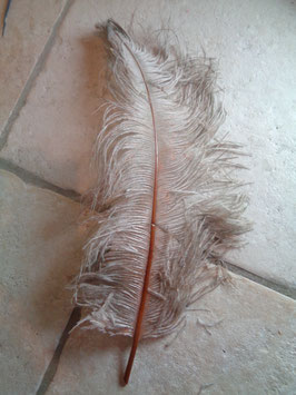 Plume d'autruche grise