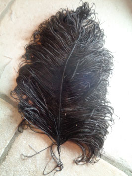Plume d'autruche noire