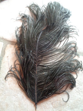 Plume d'autruche noire