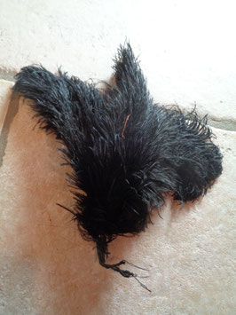 Réunion de plumes d'autruche