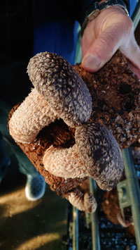 あかねの椎茸セット