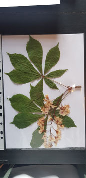 Aesculus hippocastanus
